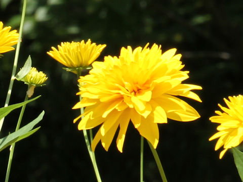 Rudbeckia laciniata var. hortensis cv. Golden Glow