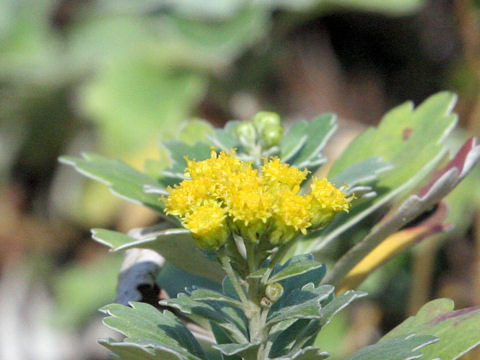Chrysanthemum x marginatum