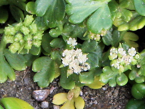 Cnidium japonicum