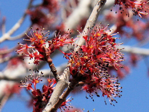 Acer pycnanthum