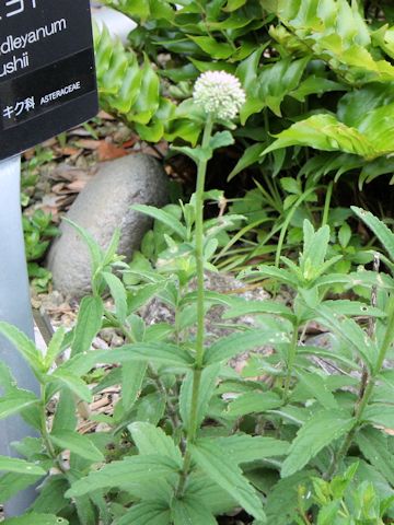 Eupatorium lindleyanum var. yasushii