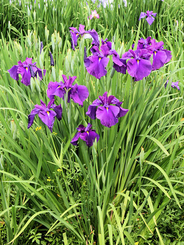 Iris ensata cv. zK䗾