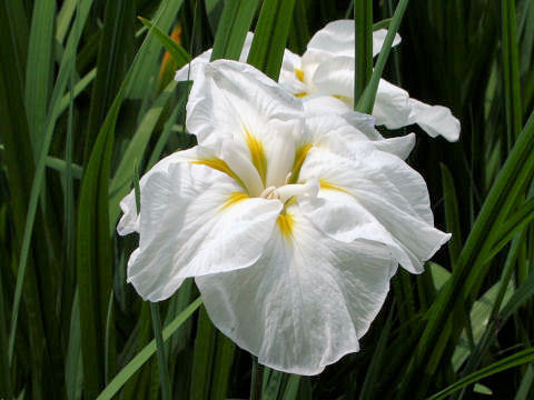Iris ensata cv. Ôg