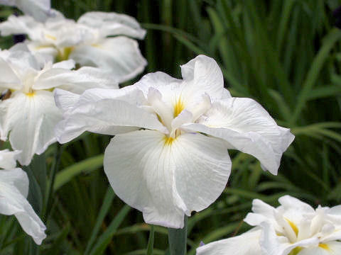 Iris ensata cv. Q̒