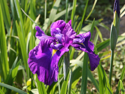 Iris ensata cv. h