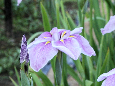 Iris ensata cv. ΂̉