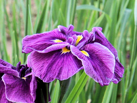 Iris ensata cv. g璹