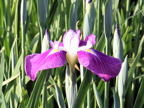 Iris ensata cv. oH
