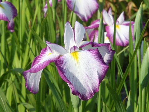 Iris ensata cv. g
