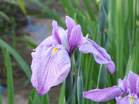 Iris ensata cv. C