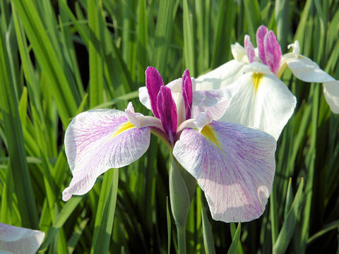 Iris ensata cv. 