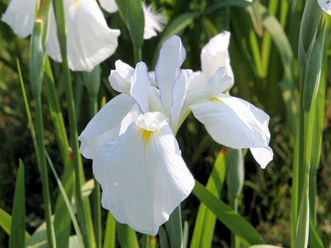 Iris ensata cv. J