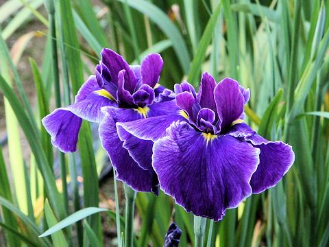 Iris ensata cv. ̎