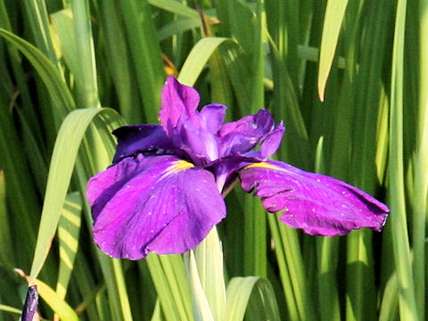 Iris ensata cv. LȂ̗