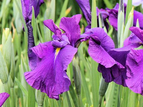 Iris ensata cv. [