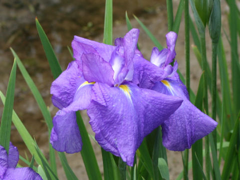 Iris ensata cv. d