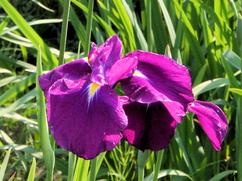 Iris ensata cv. ԋ