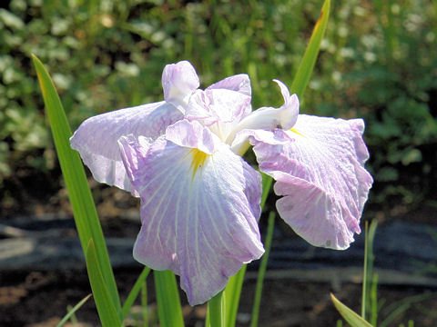 Iris ensata cv. g
