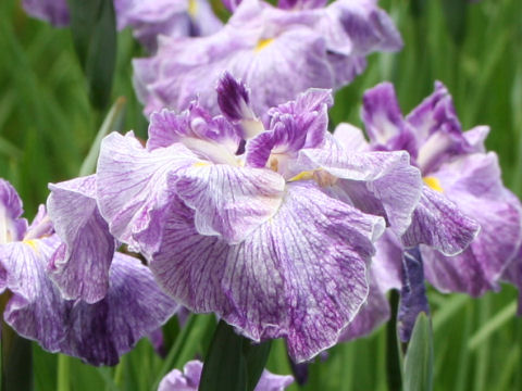 Iris ensata cv. e