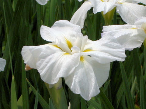 Iris ensata cv. ̓n