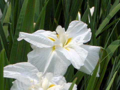 Iris ensata cv. P