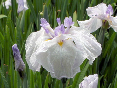 Iris ensata cv. ̕l