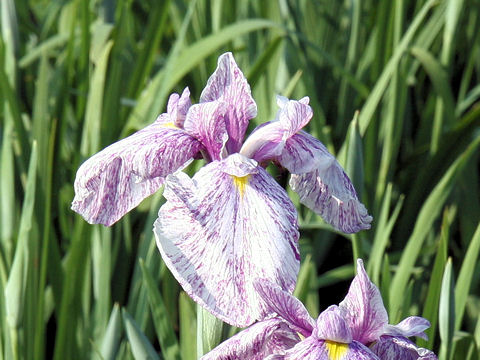 Iris ensata cv. ܌J