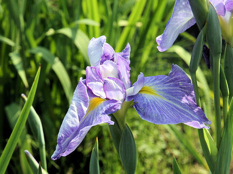 Iris ensata cv. V̋