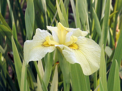 Iris ensata cv. P