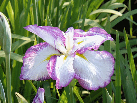 Iris ensata cv. ٍV
