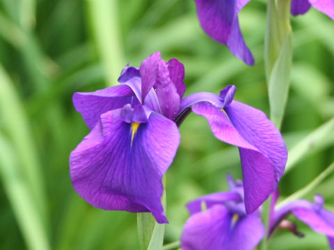Iris ensata cv. h