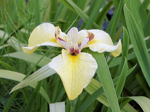 Iris ensata cv. {