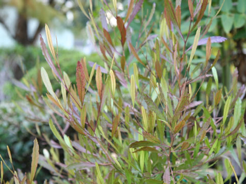 Dodonaea viscosa var. angustifolia cv. Purpurea