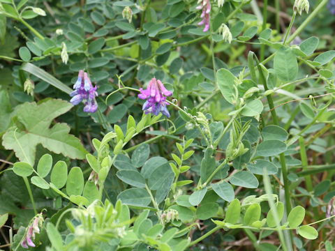 Vicia japonica