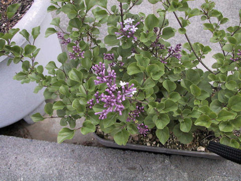 Syringa microphylla