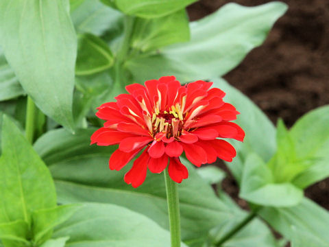 Zinnia cv. Dahlia-flowered Mix