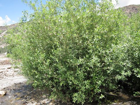 Salix lucida ssp. lasiandra
