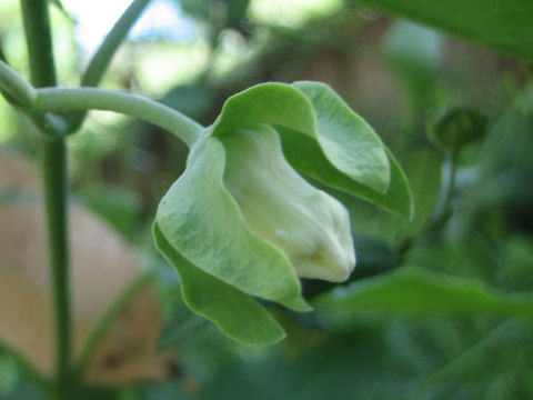 Pandorea pandorana cv. Alba