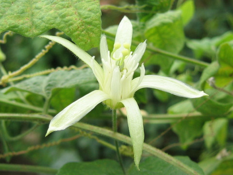 Passiflora capsularis cv. Vanilla Cream