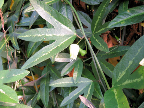 Passiflora tricuspis