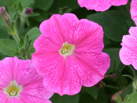 Petunia x hybrida