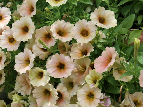 Petunia x hybrida