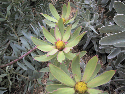 Protea grandiceps