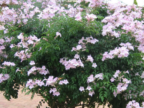 http://www.botanic.jp/plants-ha/pinkno_4.jpg
