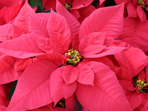 Stella Di Natale Perche Cadono Le Foglie.Euphorbia Pulcherrima Poinsettia Stella Di Natale