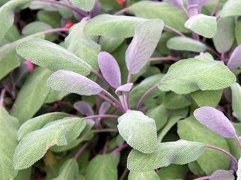 Salvia officinalis var. purpurea