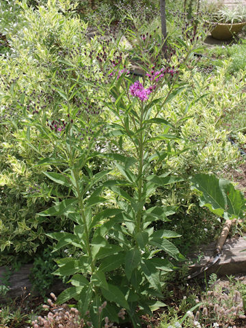 Vernonia fasciculata