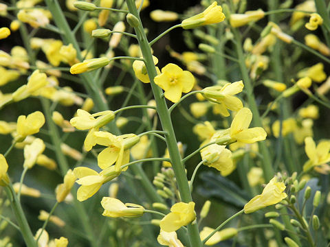 Brassica oleracea var. capitata