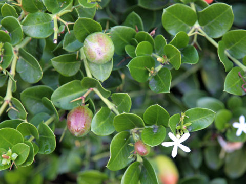Carissa macrocarpa cv. Nana