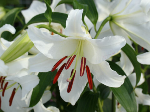 Lilium cv. Casablanca